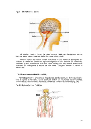 46
Fig.23 – Sitema Nervoso Central
O encéfalo, contido dentro da caixa craniana, pode ser dividido em medula
oblonga, ponte, mesencéfalo, cerebelo, diencéfalo e telencéfalo.
“O lobos frontais do cérebro contém os núcleos da vida intelectual do espírito, e o
cerebelo é a sede dos centros do equilíbrio orgânico da vida anímica, do sentimento,
parte esta que na humanidade atual está sendo sobrepujada pelo cérebro anterior com
hipertrofia da inteligência e atrofia da vida moral”. (Edgard Armond – Passes e
Radiações).
7.2 -Sistema Nervoso Periférico (SNP)
Formado por nervos Cranianos e Raquidianos, conduz estímulos do meio ambiente
para o espírito e vice-versa. Esses estímulos podem ser voluntários ou involuntários,
conscientes ou inconscientes, motores ou sensitivos, somático ou viscerais (Fig. 24)
Fig. 24 –Sistema Nervoso Periférico
 