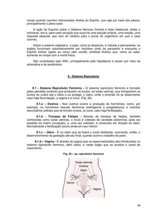 48
rompe quando ocorrem intervenções diretas do Espírito, que age por meio dos plexos,
principalmente o plexo solar.
A ação do Espírito sobre o Sistema Nervoso Central é toda intelectual, direta e
individual, isto é, para cada situação que surja há uma solução própria, uma reação, uma
resposta especial, que vem do cérebro para o ponto do organismo em que o caso
ocorreu.
Sobre o sistema vegetativo, a ação, como já dissemos, é indireta e permanente: os
órgãos funcionam automaticamente por impulsos vindo do períspirito e enquanto o
Espírito estiver ligado ao corpo pelo cordão umbilical fluídico que, como se sabe,
somente se rompe com a morte física.
São controlados pelo SNC, principalmente pelo hipotálamo e atuam por meio da
adrenalina e da acetilcolina.
8 - Sistema Reprodutor
8.1 - Sistema Reprodutor Feminino - O sistema reprodutor feminino é formado
pelas gônadas (ovários) que produzem os óvulos, as tubas uterinas, que transportam os
óvulos do ovário até o útero e os protege, o útero, onde o embrião irá se desenvolver
caso haja fecundação, a vagina e a vulva. (Fig. 26)
8.1.a – Ovários - Nos ovários ocorre a produção de hormônios, como, por
exemplo, os hormônios sexuais femininos (estrógenos e progesterona) e ovócitos
secundários (células que se tornam óvulos, ou ovos, caso haja fertilização).
8.1.b - Trompas de Falópio - Através da trompas de falópio, também
conhecidas como tubas uterinas, o óvulo é coletado da cavidade abdominal, após ser
expelido do ovário (ovulação), e, uma vez coletado, é conduzido em direção ao útero.
Normalmente a fertilização ocorre ainda em seu interior.
8.1.c – Útero - É no útero que se fixará o óvulo fertilizado, ocorrendo, então, o
desenvolvimento da gestação até seu final, quando ocorre o trabalho de parto.
8.1.d – Vagina - É através da vagina que os espermatozóides são introduzidos no
sistema reprodutor feminino, além disso, é neste órgão que se localiza o canal de
nascimento.
Fig. 26 – ap. reprodutor feminino
 