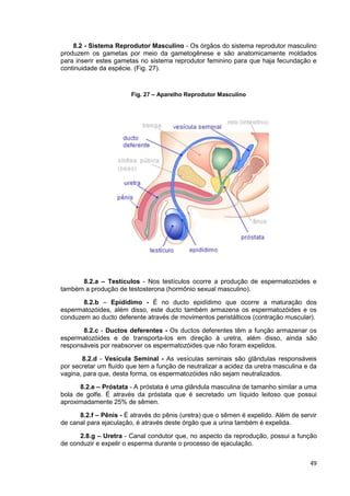49
8.2 - Sistema Reprodutor Masculino - Os órgãos do sistema reprodutor masculino
produzem os gametas por meio da gametogênese e são anatomicamente moldados
para inserir estes gametas no sistema reprodutor feminino para que haja fecundação e
continuidade da espécie. (Fig. 27).
Fig. 27 – Aparelho Reprodutor Masculino
8.2.a – Testículos - Nos testículos ocorre a produção de espermatozóides e
também a produção de testosterona (hormônio sexual masculino).
8.2.b – Epidídimo - É no ducto epidídimo que ocorre a maturação dos
espermatozóides, além disso, este ducto também armazena os espermatozóides e os
conduzem ao ducto deferente através de movimentos peristálticos (contração muscular).
8.2.c - Ductos deferentes - Os ductos deferentes têm a função armazenar os
espermatozóides e de transporta-los em direção à uretra, além disso, ainda são
responsáveis por reabsorver os espermatozóides que não foram expelidos.
8.2.d - Vesícula Seminal - As vesículas seminais são glândulas responsáveis
por secretar um fluído que tem a função de neutralizar a acidez da uretra masculina e da
vagina, para que, desta forma, os espermatozóides não sejam neutralizados.
8.2.e – Próstata - A próstata é uma glândula masculina de tamanho similar a uma
bola de golfe. É através da próstata que é secretado um líquido leitoso que possui
aproximadamente 25% de sêmen.
8.2.f – Pênis - É através do pênis (uretra) que o sêmen é expelido. Além de servir
de canal para ejaculação, é através deste órgão que a urina também é expelida.
2.8.g – Uretra - Canal condutor que, no aspecto da reprodução, possui a função
de conduzir e expelir o esperma durante o processo de ejaculação.
 