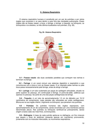50
9 - Sistema Respiratório
O sistema respiratório humano é constituído por um par de pulmões e por vários
órgãos que conduzem o ar para dentro e para fora das cavidades pulmonares. Esses
órgãos são as fossas nasais, a boca, a faringe, a laringe, a traquéia, os brônquios, os
bronquíolos e os alvéolos, os três últimos localizados nos pulmões. (Fig. 28).
Fig. 28 - Sistema Respiratório
9.1 - Fossas nasais: são duas cavidades paralelas que começam nas narinas e
terminam na faringe.
9.2 - Faringe: é um canal comum aos sistemas digestório e respiratório e que
comunica-se com a boca e com as fossas nasais. O ar inspirado pelas narinas ou pela
boca passa necessariamente pela faringe, antes de atingir a laringe.
9.3 - Laringe: é um tubo sustentado por peças de cartilagem articuladas, situado na
parte superior do pescoço, em continuação à faringe. O pomo-de-adão, saliência que
aparece no pescoço, faz parte de uma das peças cartilaginosas da laringe.
9.4 - Traquéia: é um tubo de aproximadamente 1,5 cm de diâmetro por 10-12
centímetros de comprimento, cujas paredes são reforçadas por anéis cartilaginosos.
Bifurca-se na sua região inferior, originando os brônquios, que penetram nos pulmões.
9.5 - Pulmões: Os pulmões humanos são órgãos esponjosos, com
aproximadamente 25 cm de comprimento, sendo envolvidos por uma membrana serosa
denominada pleura. Nos pulmões os brônquios ramificam-se profusamente, dando
origem a tubos cada vez mais finos, os bronquíolos.
9.6 - Diafragma: A base de cada pulmão apóia-se no diafragma, um fino músculo
que separa o tórax do abdômen (presente apenas em mamíferos) promovendo,
juntamente com os músculos intercostais, os movimentos respiratórios.
 