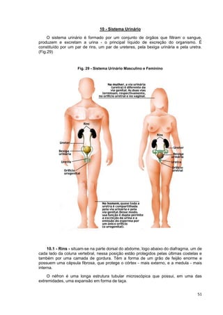 51
10 - Sistema Urinário
O sistema urinário é formado por um conjunto de órgãos que filtram o sangue,
produzem e excretam a urina - o principal líquido de excreção do organismo. É
constituído por um par de rins, um par de ureteres, pela bexiga urinária e pela uretra.
(Fig.29)
Fig. 29 - Sistema Urinário Masculino e Feminino
10.1 - Rins - situam-se na parte dorsal do abdome, logo abaixo do diafragma, um de
cada lado da coluna vertebral, nessa posição estão protegidos pelas últimas costelas e
também por uma camada de gordura. Têm a forma de um grão de feijão enorme e
possuem uma cápsula fibrosa, que protege o córtex - mais externo, e a medula - mais
interna.
O néfron é uma longa estrutura tubular microscópica que possui, em uma das
extremidades, uma expansão em forma de taça.
 