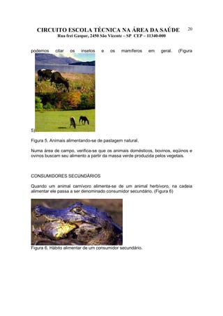 CIRCUITO ESCOLA TÉCNICA NA ÁREA DA SAÚDE
Rua frei Gaspar, 2450 São Vicente – SP CEP – 11340-000
20
podemos citar os insetos e os mamíferos em geral. (Figura
5)
Figura 5. Animais alimentando-se de pastagem natural.
Numa área de campo, verifica-se que os animais domésticos, bovinos, eqüinos e
ovinos buscam seu alimento a partir da massa verde produzida pelos vegetais.
CONSUMIDORES SECUNDÁRIOS
Quando um animal carnívoro alimenta-se de um animal herbívoro, na cadeia
alimentar ele passa a ser denominado consumidor secundário. (Figura 6)
Figura 6. Hábito alimentar de um consumidor secundário.
 