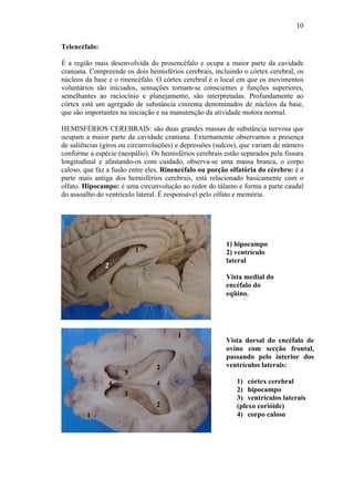 10

Telencéfalo:

É a região mais desenvolvida do prosencéfalo e ocupa a maior parte da cavidade
craniana. Compreende os dois hemisférios cerebrais, incluindo o córtex cerebral, os
núcleos da base e o rinencéfalo. O córtex cerebral é o local em que os movimentos
voluntários são iniciados, sensações tornam-se conscientes e funções superiores,
semelhantes ao raciocínio e planejamento, são interpretadas. Profundamente ao
córtex está um agregado de substância cinzenta denominados de núcleos da base,
que são importantes na iniciação e na manutenção da atividade motora normal.

HEMISFÉRIOS CEREBRAIS: são duas grandes massas de substância nervosa que
ocupam a maior parte da cavidade craniana. Externamente observamos a presença
de saliências (giros ou circunvoluções) e depressões (sulcos), que variam de número
conforme a espécie (neopálio). Os hemisférios cerebrais estão separados pela fissura
longitudinal e afastando-os com cuidado, observa-se uma massa branca, o corpo
caloso, que faz a fusão entre eles. Rinencéfalo ou porção olfatória do cérebro: é a
parte mais antiga dos hemisférios cerebrais, está relacionado basicamente com o
olfato. Hipocampo: é uma circunvolução ao redor do tálamo e forma a parte caudal
do assoalho do ventrículo lateral. É responsável pelo olfato e memória.




                                                         1) hipocampo
                         1                               2) ventrículo
                                                         lateral
               2
                                                         Vista medial do
                                                         encéfalo do
                                                         eqüino.




                                        1
                                                         Vista dorsal do encéfalo de
                                                         ovino com secção frontal,
                                                         passando pelo interior dos
                                 2                       ventrículos laterais:
                     3
                4                4                          1) córtex cerebral
                                                            2) hipocampo
                     3
                                                            3) ventrículos laterais
                                 2                          (plexo corióide)
        1                                                   4) corpo caloso
 