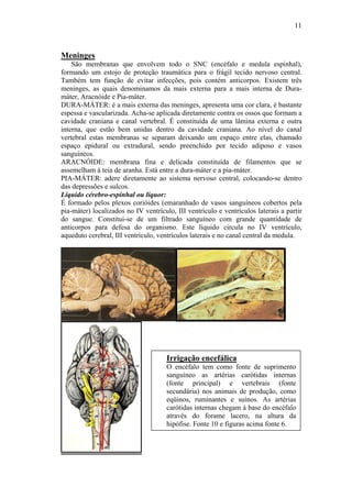 11



Meninges
    São membranas que envolvem todo o SNC (encéfalo e medula espinhal),
formando um estojo de proteção traumática para o frágil tecido nervoso central.
Também tem função de evitar infecções, pois contém anticorpos. Existem três
meninges, as quais denominamos da mais externa para a mais interna de Dura-
máter, Aracnóide e Pia-máter.
DURA-MÁTER: é a mais externa das meninges, apresenta uma cor clara, é bastante
espessa e vascularizada. Acha-se aplicada diretamente contra os ossos que formam a
cavidade craniana e canal vertebral. É constituída de uma lâmina externa e outra
interna, que estão bem unidas dentro da cavidade craniana. Ao nível do canal
vertebral estas membranas se separam deixando um espaço entre elas, chamado
espaço epidural ou extradural, sendo preenchido por tecido adiposo e vasos
sanguíneos.
ARACNÓIDE: membrana fina e delicada constituída de filamentos que se
assemelham à teia de aranha. Está entre a dura-máter e a pia-máter.
PIA-MÁTER: adere diretamente ao sistema nervoso central, colocando-se dentro
das depressões e sulcos.
Líquido cérebro-espinhal ou líquor:
É formado pelos plexos corióides (emaranhado de vasos sanguíneos cobertos pela
pia-máter) localizados no IV ventrículo, III ventrículo e ventrículos laterais a partir
do sangue. Constitui-se de um filtrado sanguíneo com grande quantidade de
anticorpos para defesa do organismo. Este líquido circula no IV ventrículo,
aqueduto cerebral, III ventrículo, ventrículos laterais e no canal central da medula.




                                      Irrigação encefálica
                                      O encéfalo tem como fonte de suprimento
                                      sanguíneo as artérias carótidas internas
                                      (fonte principal) e vertebrais (fonte
                                      secundária) nos animais de produção, como
                                      eqüinos, ruminantes e suínos. As artérias
                                      carótidas internas chegam à base do encéfalo
                                      através do forame lacero, na altura da
                                      hipófise. Fonte 10 e figuras acima fonte 6.
 