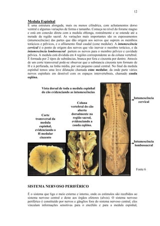 12


Medula Espinhal
É uma estrutura alongada, mais ou menos cilíndrica, com achatamentos dorso
ventral e algumas variações de forma e tamanho. Começa no nível do forame magno
e está em conexão direta com a medula oblonga, rostralmente e se estende até a
metade da região sacral. As variações mais importantes são os espessamentos
(intumescências) das partes que dão origem aos nervos que suprem os membros
torácicos e pélvicos, e o afilamento final caudal (cone medular). A intumescência
cervical é o ponto de origem dos nervos que vão inervar o membro torácico, e da
intumescência lombossacral partem os nervos para o membro pélvico e cavidade
pélvica. A medula está dividida em 4 regiões correspondente as da coluna vertebral.
É formada por 2 tipos de substâncias, branca por fora e cinzenta por dentro. Através
de um corte transversal pode-se observar que a substancia cinzenta tem formato de
H e á perfurada, na linha média, por um pequeno canal central. No final da medula
espinhal temos uma leve dilatação chamada cone medular, da onde parte vários
nervos espinhais em desnível com os espaços intervertebrais, chamado cauda
eqüina.


          Vista dorsal de toda a medula espinhal
          do cão evidenciando as intumescências
                                                                                 Intumescência
                                      Coluna                                        cervical
                                 vertebral do cão
                                      aberta
          Corte                  dorsalmente na
     transversal da                região sacral,
         medula                   evidenciando a
        espinhal,                 cauda eqüina.
     evidenciando o
       H medular
        cinzento
                                                                                 Intumescência
                                                                                  lombossacral




                                                                                   Fonte 6




SISTEMA NERVOSO PERIFÉRICO
É o sistema que liga o meio externo e interno, onde os estímulos são recebidos ao
sistema nervoso central e deste aos órgãos efetores (alvos). O sistema nervoso
periférico é constituído por nervos e gânglios fora do sistema nervoso central, eles
vinculam informações sensitivas para o encéfalo e para a medula espinhal,
 