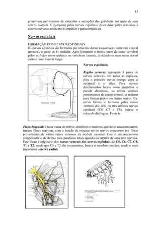 13

   promovem movimentos de músculos e secreções das glândulas por meio de seus
   nervos motores. É composto pelos nervos espinhais, pelos doze pares cranianos e
   sistema nervoso autônomo (simpático e parassimpático).

   Nervos espinhais
   FORMAÇÃO DOS NERVOS ESPINHAIS:
   Os nervos espinhais são formados por uma raiz dorsal (sensitiva) e outra raiz ventral
   (motora), a partir do H medular. Após formarem o tronco saem do canal vertebral
   pelos orifícios intervertebrais ou vertebrais laterais, dividindo-se num ramo dorsal
   curto e ramo ventral longo.
                                             Nervos espinhais:

                                             Região cervical: apresenta 8 pares de
                                             nervos cervicais em todas as espécies,
                                             pois o primeiro nervo emerge entre o
                                             occipital e o atlas. Para inervar
                                             determinados locais como membros e
                                             parede abdominal, os ramos ventrais
                                             provenientes do corno ventral, se reúnem
                                             para formar plexos ou outros nervos. Ex:
                                             nervo frênico é formado pelos ramos
                                             ventrais dos dois ou três últimos nervos
                                             cervicais (C6, C7 e C8). Inerva o
                                             músculo diafragma. Fonte 6.



Plexo braquial: é uma trama de nervos sensitivos e motores, que ao se anastomosarem,
trocam fibras nervosas, com a função de originar novos nervos compostos por fibras
provenientes de várias raízes nervosas da medula espinhal. Este é um mecanismo
compensatório de defesa para paralisias totais quando da ruptura de uma raiz nervosa.
Este plexo é originário dos ramos ventrais dos nervos espinhais de C5, C6, C7, C8,
T1 e T2, sendo que C5 e T2 são inconstantes. Inerva o membro torácico, sendo o mais
importante o nervo radial.
 