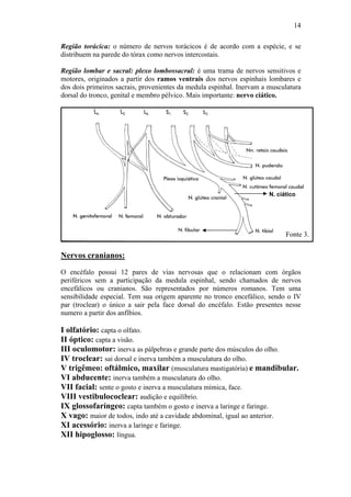 14

Região torácica: o número de nervos torácicos é de acordo com a espécie, e se
distribuem na parede do tórax como nervos intercostais.

Região lombar e sacral: plexo lombossacral: é uma trama de nervos sensitivos e
motores, originados a partir dos ramos ventrais dos nervos espinhais lombares e
dos dois primeiros sacrais, provenientes da medula espinhal. Inervam a musculatura
dorsal do tronco, genital e membro pélvico. Mais importante: nervo ciático.




                                                                       N. ciático




                                                                             Fonte 3.


Nervos cranianos:
O encéfalo possui 12 pares de vias nervosas que o relacionam com órgãos
periféricos sem a participação da medula espinhal, sendo chamados de nervos
encefálicos ou cranianos. São representados por números romanos. Tem uma
sensibilidade especial. Tem sua origem aparente no tronco encefálico, sendo o IV
par (troclear) o único a sair pela face dorsal do encéfalo. Estão presentes nesse
numero a partir dos anfíbios.

I olfatório: capta o olfato.
II óptico: capta a visão.
III oculomotor: inerva as pálpebras e grande parte dos músculos do olho.
IV troclear: sai dorsal e inerva também a musculatura do olho.
V trigêmeo: oftálmico, maxilar (musculatura mastigatória) e mandibular.
VI abducente: inerva também a musculatura do olho.
VII facial: sente o gosto e inerva a musculatura mímica, face.
VIII vestibulococlear: audição e equilíbrio.
IX glossofaríngeo: capta também o gosto e inerva a laringe e faringe.
X vago: maior de todos, indo até a cavidade abdominal, igual ao anterior.
XI acessório: inerva a laringe e faringe.
XII hipoglosso: língua.
 
