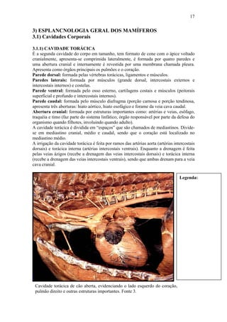 17


3) ESPLANCNOLOGIA GERAL DOS MAMÍFEROS
3.1) Cavidades Corporais

3.1.1) CAVIDADE TORÁCICA
É a segunda cavidade do corpo em tamanho, tem formato de cone com o ápice voltado
cranialmente, apresenta-se comprimida lateralmente, é formada por quatro paredes e
uma abertura cranial e internamente é revestida por uma membrana chamada pleura.
Apresenta como órgãos principais os pulmões e o coração.
Parede dorsal: formada pelas vértebras torácicas, ligamentos e músculos.
Paredes laterais: formada por músculos (grande dorsal, intercostais externos e
intercostais internos) e costelas.
Parede ventral: formada pelo osso esterno, cartilagens costais e músculos (peitorais
superficial e profundo e intercostais internos).
Parede caudal: formada pelo músculo diafragma (porção carnosa e porção tendinosa,
apresenta três aberturas: hiato aórtico, hiato esofágico e forame da veia cava caudal.
Abertura cranial: formada por estruturas importantes como: artérias e veias, esôfago,
traquéia e timo (faz parte do sistema linfático, órgão responsável por parte da defesa do
organismo quando filhotes, involuindo quando adulto).
A cavidade torácica é dividida em “espaços” que são chamados de mediastinos. Divide-
se em mediastino cranial, médio e caudal, sendo que o coração está localizado no
mediastino médio.
A irrigação da cavidade torácica é feita por ramos das artérias aorta (artérias intercostais
dorsais) e torácica interna (artérias intercostais ventrais). Enquanto a drenagem é feita
pelas veias ázigos (recebe a drenagem das veias intercostais dorsais) e torácica interna
(recebe a drenagem das veias intercostais ventrais), sendo que ambas drenam para a veia
cava cranial.

                                                                                   Legenda:




 Cavidade torácica de cão aberta, evidenciando o lado esquerdo do coração,
4.1.2) CAVIDADE ABDOMINAL
 pulmão direito e outras estruturas importantes. Fonte 3.
 