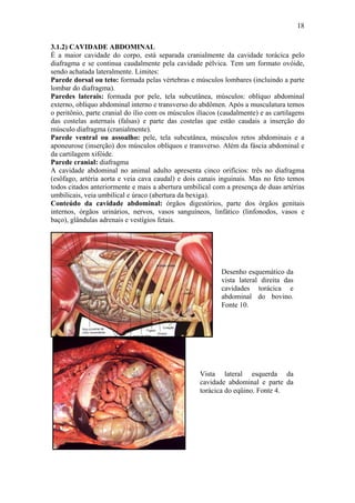 18

3.1.2) CAVIDADE ABDOMINAL
É a maior cavidade do corpo, está separada cranialmente da cavidade torácica pelo
diafragma e se continua caudalmente pela cavidade pélvica. Tem um formato ovóide,
sendo achatada lateralmente. Limites:
Parede dorsal ou teto: formada pelas vértebras e músculos lombares (incluindo a parte
lombar do diafragma).
Paredes laterais: formada por pele, tela subcutânea, músculos: oblíquo abdominal
externo, oblíquo abdominal interno e transverso do abdômen. Após a musculatura temos
o peritônio, parte cranial do ílio com os músculos ilíacos (caudalmente) e as cartilagens
das costelas asternais (falsas) e parte das costelas que estão caudais a inserção do
músculo diafragma (cranialmente).
Parede ventral ou assoalho: pele, tela subcutânea, músculos retos abdominais e a
aponeurose (inserção) dos músculos oblíquos e transverso. Além da fáscia abdominal e
da cartilagem xifóide.
Parede cranial: diafragma
A cavidade abdominal no animal adulto apresenta cinco orifícios: três no diafragma
(esôfago, artéria aorta e veia cava caudal) e dois canais inguinais. Mas no feto temos
todos citados anteriormente e mais a abertura umbilical com a presença de duas artérias
umbilicais, veia umbilical e úraco (abertura da bexiga).
Conteúdo da cavidade abdominal: órgãos digestórios, parte dos órgãos genitais
internos, órgãos urinários, nervos, vasos sanguíneos, linfático (linfonodos, vasos e
baço), glândulas adrenais e vestígios fetais.




                                                           Desenho esquemático da
                                                           vista lateral direita das
                                                           cavidades torácica e
                                                           abdominal do bovino.
                                                           Fonte 10.




                                                    Vista lateral esquerda da
                                                    cavidade abdominal e parte da
                                                    torácica do eqüino. Fonte 4.
 