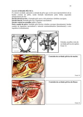 19

3.1.3) CAVIDADE PÉLVICA
É a menor cavidade, apresenta a entrada da pelve que vai do sacro (promontório) até as
bordas craniais do púbis, sendo limitado lateralmente pelas linhas arqueadas
(iliopectíneas) do ílio.
Parede dorsal ou teto: é formado pelo sacro e três primeiras vértebras coccígeas.
Parede lateral: formada pelo ílio e ligamento sacrotuberal.
Parede ventral ou assoalho: púbis e ísquio.
Parte caudal da pelve: limitado pela terceira vértebra coccígea (dorsalmente), bordas
caudais do ligamento sacrotuberal e músculo semimembranoso (lateralmente) e arco
isquiático (ventralmente).




                                                                      Entrada, assoalho e teto da
                                                                      cavidade pélvica do eqüino.
                                                                      Fonte 12.




                                                     Conteúdo da cavidade pélvica do macho:




                                                                                          Fonte 10



                                                     Conteúdo da cavidade pélvica da fêmea:




                                                                                          Fonte 10
 