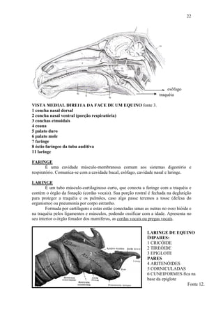 22




                                                                          esôfago
                                                                      traquéia

VISTA MEDIAL DIREITA DA FACE DE UM EQUINO fonte 3.
1 concha nasal dorsal
2 concha nasal ventral (porção respiratória)
3 conchas etmoidais
4 coana
5 palato duro
6 palato mole
7 faringe
8 óstio faríngeo da tuba auditiva
11 laringe

FARINGE
        É uma cavidade músculo-membranosa comum aos sistemas digestório e
respiratório. Comunica-se com a cavidade bucal, esôfago, cavidade nasal e laringe.

LARINGE
        É um tubo músculo-cartilaginoso curto, que conecta a faringe com a traquéia e
contém o órgão da fonação (cordas vocais). Sua porção rostral é fechada na deglutição
para proteger a traquéia e os pulmões, caso algo passe teremos a tosse (defesa do
organismo) ou pneumonia por corpo estranho.
        Formada por cartilagens e estas estão conectadas umas as outras no osso hióide e
na traquéia pelos ligamentos e músculos, podendo ossificar com a idade. Apresenta no
seu interior o órgão fonador dos mamíferos, as cordas vocais ou pregas vocais.


                                    5                          LARINGE DE EQUINO
                                                               ÍMPARES:
                            4
                                                               1 CRICÓIDE
                                                               2 TIREÓIDE
                                2                              3 EPIGLOTE
                                                3              PARES
                    1                                          4 ARITENÓIDES
                                6                              5 CORNICULADAS
                                                               6 CUNEIFORMES fica na
                                                               base da epiglote
                                                                                Fonte 12.
 
