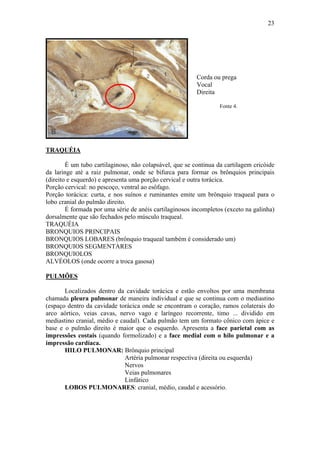 23




                                                         Corda ou prega
                                                         Vocal
                                                         Direita

                                                                  Fonte 4.




TRAQUÉIA

        È um tubo cartilaginoso, não colapsável, que se continua da cartilagem cricóide
da laringe até a raiz pulmonar, onde se bifurca para formar os brônquios principais
(direito e esquerdo) e apresenta uma porção cervical e outra torácica.
Porção cervical: no pescoço, ventral ao esôfago.
Porção torácica: curta, e nos suínos e ruminantes emite um brônquio traqueal para o
lobo cranial do pulmão direito.
        É formada por uma série de anéis cartilaginosos incompletos (exceto na galinha)
dorsalmente que são fechados pelo músculo traqueal.
TRAQUÉIA
BRONQUIOS PRINCIPAIS
BRONQUIOS LOBARES (brônquio traqueal também é considerado um)
BRONQUIOS SEGMENTARES
BRONQUIOLOS
ALVÉOLOS (onde ocorre a troca gasosa)

PULMÕES

       Localizados dentro da cavidade torácica e estão envoltos por uma membrana
chamada pleura pulmonar de maneira individual e que se continua com o mediastino
(espaço dentro da cavidade torácica onde se encontram o coração, ramos colaterais do
arco aórtico, veias cavas, nervo vago e laríngeo recorrente, timo ... dividido em
mediastino cranial, médio e caudal). Cada pulmão tem um formato cônico com ápice e
base e o pulmão direito é maior que o esquerdo. Apresenta a face parietal com as
impressões costais (quando formolizado) e a face medial com o hilo pulmonar e a
impressão cardíaca.
       HILO PULMONAR: Brônquio principal
                              Artéria pulmonar respectiva (direita ou esquerda)
                              Nervos
                              Veias pulmonares
                              Linfático
       LOBOS PULMONARES: cranial, médio, caudal e acessório.
 
