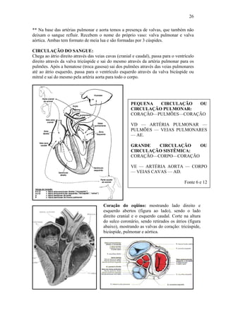 26

** Na base das artérias pulmonar e aorta temos a presença de valvas, que também não
deixam o sangue refluir. Recebem o nome do próprio vaso: valva pulmonar e valva
aórtica. Ambas tem formato de meia lua e são formadas por 3 cúspides.

CIRCULAÇÃO DO SANGUE:
Chega ao átrio direito através das veias cavas (cranial e caudal), passa para o ventrículo
direito através da valva tricúspide e sai do mesmo através da artéria pulmonar para os
pulmões. Após a hematose (troca gasosa) sai dos pulmões através das veias pulmonares
até ao átrio esquerdo, passa para o ventrículo esquerdo através da valva bicúspide ou
mitral e sai do mesmo pela artéria aorta para todo o corpo.




                                                      PEQUENA   CIRCULAÇÃO OU
                                                      CIRCULAÇÃO PULMONAR:
                                                      CORAÇÃO—PULMÕES—CORAÇÃO

                                                      VD — ARTÉRIA PULMONAR —
                                                      PULMÕES — VEIAS PULMONARES
                                                      — AE.

                                                      GRANDE   CIRCULAÇÃO   OU
                                                      CIRCULAÇÃO SISTÊMICA:
                                                      CORAÇÃO—CORPO—CORAÇÃO

                                                      VE — ARTÉRIA AORTA — CORPO
                                                      — VEIAS CAVAS — AD.

                                                                                    Fonte 6 e 12




                                       Coração do eqüino: mostrando lado direito e
                                       esquerdo abertos (figura ao lado), sendo o lado
                                       direito cranial e o esquerdo caudal. Corte na altura
                                       do sulco coronário, sendo retirados os átrios (figura
                                       abaixo), mostrando as valvas do coração: tricúspide,
                                       bicúspide, pulmonar e aórtica.
 
