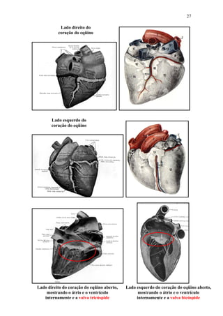 27

           Lado direito do
          coração do eqüino




       Lado esquerdo do
       coração do eqüino




Lado direito do coração do eqüino aberto,   Lado esquerdo do coração do eqüino aberto,
    mostrando o átrio e o ventrículo              mostrando o átrio e o ventrículo
   internamente e a valva tricúspide             internamente e a valva bicúspide
 