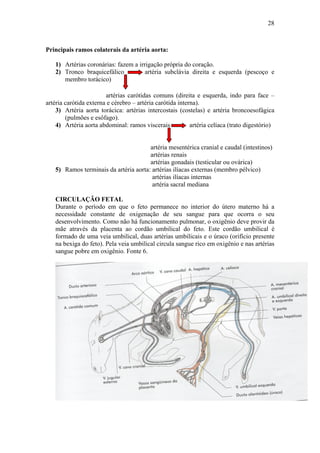 28



Principais ramos colaterais da artéria aorta:

   1) Artérias coronárias: fazem a irrigação própria do coração.
   2) Tronco braquicefálico           artéria subclávia direita e esquerda (pescoço e
      membro torácico)

                        artérias carótidas comuns (direita e esquerda, indo para face –
artéria carótida externa e cérebro – artéria carótida interna).
    3) Artéria aorta torácica: artérias intercostais (costelas) e artéria broncoesofágica
        (pulmões e esôfago).
    4) Artéria aorta abdominal: ramos viscerais            artéria celíaca (trato digestório)


                                       artéria mesentérica cranial e caudal (intestinos)
                                       artérias renais
                                       artérias gonadais (testicular ou ovárica)
   5) Ramos terminais da artéria aorta: artérias ilíacas externas (membro pélvico)
                                        artérias ilíacas internas
                                        artéria sacral mediana

   CIRCULAÇÃO FETAL
   Durante o período em que o feto permanece no interior do útero materno há a
   necessidade constante de oxigenação de seu sangue para que ocorra o seu
   desenvolvimento. Como não há funcionamento pulmonar, o oxigênio deve provir da
   mãe através da placenta ao cordão umbilical do feto. Este cordão umbilical é
   formado de uma veia umbilical, duas artérias umbilicais e o úraco (orifício presente
   na bexiga do feto). Pela veia umbilical circula sangue rico em oxigênio e nas artérias
   sangue pobre em oxigênio. Fonte 6.
 