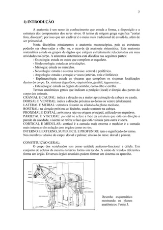 3


1) INTRODUÇÃO
        A anatomia é um ramo do conhecimento que estuda a forma, a disposição e a
estrutura dos componentes dos seres vivos. O termo de origem grega significa “cortar
fora, dissecar”, por isso que um cadáver é o meio mais tradicional de estudá-la, além de
ser primordial.
        Nesta disciplina estudaremos a anatomia macroscópica, pois as estruturas
poderão ser observadas a olho nu, e através da anatomia sistemática. Esta anatomia
sistemática estuda os grupos de órgãos que estejam estreitamente relacionadas em suas
atividades no corpo. A anatomia sistemática está dividida nas seguintes partes:
        - Osteologia: estuda os ossos que compõem o esqueleto.
        - Sindesmologia: estuda as articulações.
        - Miologia: estuda os músculos.
        - Neurologia: estuda o sistema nervoso: central e periférico.
        - Angiologia: estuda o coração e vasos (artérias, veia e linfático).
        - Esplancnologia: estuda as vísceras que compõem os sistemas localizados
dentro do corpo. Ex: sistema digestório, respiratório, genital, tegumentar...
        - Estesiologia: estuda os órgãos do sentido, como olho e orelha.
        Termos anatômicos gerais que indicam a posição (local) e direção das partes do
corpo dos animais.
CRANIAL E CAUDAL: indica a direção ou a maior aproximação da cabeça ou cauda.
DORSAL E VENTRAL: indica a direção próxima ao dorso ou ventre (abdomem).
LATERAL E MEDIAL: estrutura distante ou afastada do plano mediano.
ROSTRAL: na direção próxima ao focinho, usado somente na cabeça.
PROXIMAL E DISTAL: próximo a raiz ou origem principal, utilizado em membros.
PARIETAL E VISCERAL: parietal se refere a face da estrutura que está em direção a
parede da cavidade, visceral se refere a face que está voltada para outra víscera.
CORTICAL E MEDULAR: cortical é a camada mais externa e medular é a camada
mais interna e têm relação com órgãos como os rins.
INTERNO E EXTERNO, SUPERFICIL E PROFUNDO: tem o significado do termo.
Nos membros: abaixo do carpo: dorsal e palmar; abaixo do tarso: dorsal e plantar.

CONSTITUIÇÃO GERAL:
       O corpo dos vertebrados tem como unidade anátomo-funcional a célula. Um
conjunto de células da mesma natureza forma um tecido. A união de tecidos diferentes
forma um órgão. Diversos órgãos reunidos podem formar um sistema ou aparelho.




                                                           Desenho esquemático
                                                           mostrando os planos
                                                           anatômicos. Fonte 3.
 