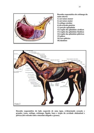35



                                               Desenho esquemático do estômago do
                                               suíno aberto:
                                               1) curvatura menor
                                               2) curvatura maior
                                               3) esôfago (cárdia)
                                               4) divertículo gástrico
                                               11) porção aglandular
                                               12) região das glândulas cárdicas
                                               13) região das glândulas fúndicas
                                               14) região das glândulas pilóricas
                                               15) piloro
                                               16) toro pilórico
                                               18) duodeno




Fonte 2


 Desenho esquemático do lado esquerdo de uma égua, evidenciando coração e
 grandes vasos, esôfago, estômago, fígado, baço e órgão da cavidade abdominal e
 pélvica (foi retirado todo o intestino delgado e grosso).
 