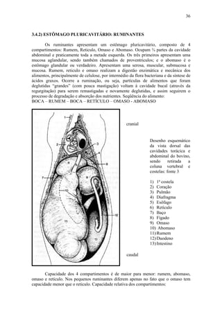 36



3.4.2) ESTÔMAGO PLURICAVITÁRIO: RUMINANTES

       Os ruminantes apresentam um estômago pluricavitário, composto de 4
compartimentos: Rumem, Reticulo, Omaso e Abomaso. Ocupam ¾ partes da cavidade
abdominal e praticamente toda a metade esquerda. Os três primeiros apresentam uma
mucosa aglandular, sendo também chamados de proventriculos; e o abomaso é o
estômago glandular ou verdadeiro. Apresentam uma serosa, muscular, submucosa e
mucosa. Rumem, reticulo e omaso realizam a digestão enzimática e mecânica dos
alimentos, principalmente de celulose, por intermédio da flora bacteriana e da síntese de
ácidos graxos. Ocorre a ruminação, ou seja, partículas de alimentos que foram
deglutidas “grandes” (com pouca mastigação) voltam à cavidade bucal (através da
regurgitação) para serem remastigadas e novamente deglutidas, e assim seguirem o
processo de degradação e absorção dos nutrientes. Seqüência do alimento:
BOCA – RUMEM – BOCA – RETÍCULO – OMASO - ABOMASO




                                                     cranial


                                                                  Desenho esquemático
                                                                  da vista dorsal das
                                                                  cavidades torácica e
                                                                  abdominal do bovino,
                                                                  sendo      retirada a
                                                                  coluna vertebral e
                                                                  costelas: fonte 3

                                                                  1) 1ª costela
                                                                  2) Coração
                                                                  3) Pulmão
                                                                  4) Diafragma
                                                                  5) Esôfago
                                                                  6) Retículo
                                                                  7) Baço
                                                                  8) Fígado
                                                                  9) Omaso
                                                                  10) Abomaso
                                                                  11) Rumem
                                                                  12) Duodeno
                                                                  13) Intestino

                                                     caudal



       Capacidade dos 4 compartimentos é de maior para menor: rumem, abomaso,
omaso e retículo. Nos pequenos ruminantes diferem apenas no fato que o omaso tem
capacidade menor que o reticulo. Capacidade relativa dos compartimentos:
 
