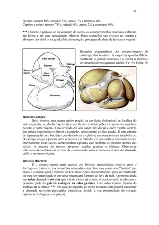 37

Bovino: rumem 80%, reticulo 5%, omaso 7% e abomaso 8%.
Caprino e ovino: rumem 71%, reticulo 8%, omaso 2% e abomaso 19%.

*** Durante o período de crescimento do animal os compartimentos estomacais alteram
em forma e em suas capacidades relativas. Estas alterações são visíveis no rumem e
abomaso devido à troca gradual da alimentação, passagem da dieta de leite para vegetal.


                                            Desenhos esquemáticos dos compartimentos do
                                            estômago dos bovinos. À esquerda quando filhote,
                                            mostrando o grande abomaso e a direita o abomaso
                                            de tamanho normal quando adulto (5 e 19). Fonte 10




Rúmem (pança)
        Saco imenso, que ocupa maior porção da cavidade abdominal, se localiza do
lado esquerdo, vai do diafragma até a entrada da cavidade pélvica e apresenta uma face
parietal e outra visceral. Está dividido em dois sacos: um dorsal e outro ventral através
dos sulcos longitudinais (direito e esquerdo), sulco cranial e sulco caudal. É uma câmara
de fermentação com bactérias que desdobram a celulose em componentes metabólicos.
O esôfago chega à junção entre o rumem e o retículo, em um orifício chamado cárdia.
Internamente esses sulcos correspondem a pilares que recebem os mesmos nomes dos
sulcos. A mucosa do rumem apresenta papilas grandes e cônicas. Observa-se
internamente também um orifício de comunicação entre o rumem e o reticulo chamado
orifício ruminorreticular.

Retículo (barrete)
       É o compartimento mais cranial, tem formato arredondado, situa-se entre o
diafragma e o rumem, é o menor dos compartimentos, funciona como uma “bomba” que
envia o alimento para o rumem, através do orifício ruminorreticular, para ser misturado
ou para ser remastigado e tem uma mucosa em formato de favo de mel. Apresenta ainda
um sulco chamado reticular que vai do cárdia até o óstio reticuloomasal, sendo essa a
primeira parte da goteira esofágica ou sulco gástrico. Este sulco conduz liquido do
esôfago até o omaso. *** Em caso de ingestão de corpo estranho, este poderá ocasionar
a chamada reticulite pericardite traumática, devido a sua proximidade do coração
(apenas o diafragma os separam).
 