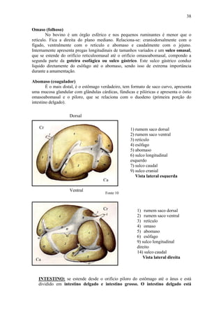 38

Omaso (folhoso)
        No bovino é um órgão esférico e nos pequenos ruminantes é menor que o
retículo. Fica a direita do plano mediano. Relaciona-se: craniodorsalmente com o
fígado, ventralmente com o retículo e abomaso e caudalmente com o jejuno.
Internamente apresenta pregas longitudinais de tamanhos variados e um sulco omasal,
que se estende do orifício reticuloomasal até o orifício omasoabomasal, compondo a
segunda parte da goteira esofágica ou sulco gástrico. Este sulco gástrico conduz
liquido diretamente do esôfago até o abomaso, sendo isso de extrema importância
durante a amamentação.

Abomaso (coagulador)
        É o mais distal, é o estômago verdadeiro, tem formato de saco curvo, apresenta
uma mucosa glandular com glândulas cárdicas, fúndicas e pilóricas e apresenta o óstio
omasoabomasal e o piloro, que se relaciona com o duodeno (primeira porção do
intestino delgado).


                    Dorsal

    Cr                                               1) rumem saco dorsal
                                                     2) rumem saco ventral
                                                     3) retículo
                                                     4) esôfago
                                                     5) abomaso
                                                     6) sulco longitudinal
                                                     esquerdo
                                                     7) sulco caudal
                                                     9) sulco cranial
                                                        Vista lateral esquerda
                                      Ca

                    Ventral
                                       Fonte 10



                                      Cr                1) rumem saco dorsal
                                                        2) rumem saco ventral
                                                        3) retículo
                                                        4) omaso
                                                        5) abomaso
                                                        6) esôfago
                                                        9) sulco longitudinal
                                                        direito
                                                        14) sulco caudal
  Ca                                                       Vista lateral direita



   INTESTINO: se estende desde o orifício piloro do estômago até o ânus e está
   dividido em intestino delgado e intestino grosso. O intestino delgado está
 