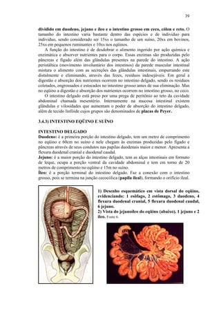 39

dividido em duodeno, jejuno e íleo e o intestino grosso em ceco, cólon e reto. O
tamanho do intestino varia bastante dentro das espécies e de individuo para
individuo, sendo considerado ser 15xs o tamanho de um suíno, 20xs em bovinos,
25xs em pequenos ruminantes e 10xs nos eqüinos.
    A função do intestino é de desdobrar o alimento ingerido por ação química e
enzimática e absorver nutrientes para o corpo. Essas enzimas são produzidas pelo
pâncreas e fígado além das glândulas presentes na parede do intestino. A ação
peristáltica (movimento involuntário dos intestinos) da parede muscular intestinal
mistura o alimento com as secreções das glândulas intestinais, empurrando este
distalmente e eliminando, através das fezes, resíduos indesejáveis. Em geral a
digestão e absorção dos nutrientes ocorrem no intestino delgado, sendo os resíduos
coletados, engrossados e estocados no intestino grosso antes de sua eliminação. Mas
no eqüino a digestão e absorção dos nutrientes ocorrem no intestino grosso, no ceco.
    O intestino delgado está preso por uma prega de peritônio ao teto da cavidade
abdominal chamada mesentério. Internamente na mucosa intestinal existem
glândulas e vilosidades que aumentam o poder de absorção do intestino delgado,
além de tecido linfóide cujos grupos são denominados de placas de Peyer.

3.4.3) INTESTINO EQÜINO E SUÍNO

INTESTINO DELGADO
Duodeno: é a primeira porção do intestino delgado, tem um metro de comprimento
no eqüino e 60cm no suíno e nele chegam às enzimas produzidas pelo fígado e
pâncreas através de seus condutos nas papilas duodenais maior e menor. Apresenta a
flexura duodenal cranial e duodenal caudal.
Jejuno: é a maior porção do intestino delgado, tem as alças intestinais em formato
de leque, ocupa a porção ventral da cavidade abdominal e tem em torno de 20
metros de comprimento no eqüino e 15m no suíno.
Íleo: é a porção terminal do intestino delgado. Faz a conexão com o intestino
grosso, pois se termina na junção cecocólica (papila ileal), formando o orifício ileal.

                                  1) Desenho esquemático em vista dorsal do eqüino,
                                  evidenciando: 1 esôfago, 2 estômago, 3 duodeno, 4
                                  flexura duodenal cranial, 5 flexura duodenal caudal,
                                  6 jejuno.
                                  2) Vista do jejunoíleo do eqüino (abaixo), 1 jejuno e 2
                                  ileo. Fonte 6.



                                                                        1
                                           2
 
