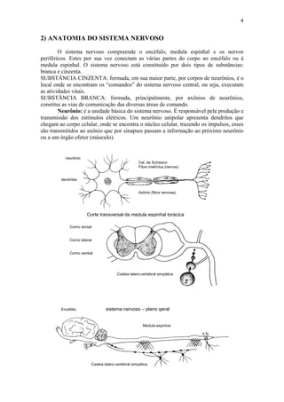4


2) ANATOMIA DO SISTEMA NERVOSO
        O sistema nervoso compreende o encéfalo, medula espinhal e os nervos
periféricos. Estes por sua vez conectam as várias partes do corpo ao encéfalo ou à
medula espinhal. O sistema nervoso está constituído por dois tipos de substâncias:
branca e cinzenta.
SUBSTÂNCIA CINZENTA: formada, em sua maior parte, por corpos de neurônios, é o
local onde se encontram os “comandos” do sistema nervoso central, ou seja, executam
as atividades vitais.
SUBSTÂNCIA BRANCA: formada, principalmente, por axônios de neurônios,
constitui as vias de comunicação das diversas áreas de comando.
        Neurônio: é a unidade básica do sistema nervoso. É responsável pela produção e
transmissão dos estímulos elétricos. Um neurônio unipolar apresenta dendritos que
chegam ao corpo celular, onde se encontra o núcleo celular, trazendo os impulsos, esses
são transmitidos ao axônio que por sinapses passam a informação ao próximo neurônio
ou a um órgão efetor (músculo).


          neurônio
                                                   Cel. de Schwann
                                                   Fibra mielínica (nervos)


        dendritos


                                                   Axônio (fibra nervosa)




                      Corte transversal da medula espinhal torácica

            Corno dorsal


            Corno lateral


            Corno ventral




                                       Cadeia latero-vertebral simpática




        Encéfalo                sistema nervoso – plano geral


                                                      Medula espinhal




                        Cadeia latero-vertebral simpática
 