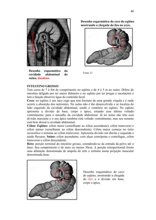 40


                                         Desenho esquemático do ceco do eqüino
                                         mostrando a chegada do íleo no ceco.




 Desenho esquemático        da
                                           Fonte 12
 cavidade abdominal         do
 suíno, duodeno.

INTESTINO GROSSO
Tem cerca de 7 à 8m de comprimento no eqüino e de 4 à 5 m no suíno. Difere do
intestino delgado por ter maior diâmetro e no eqüino por ter pregas e saculações e
tem a função absorver água do conteúdo fecal.
Ceco: no eqüino é um saco cego que tem formato de uma grande vírgula e é onde
ocorre a absorção dos nutrientes. No suíno não é tão desenvolvido e se localiza do
lado esquerdo da cavidade abdominal, sendo o contrário no eqüino. No eqüino
apresenta a divisão de base, corpo e ápice, estando esse último voltado
ventralmente, para o assoalho da cavidade abdominal. Já no suíno não têm essa
divisão marcante e o seu ápice também está voltado ventralmente, mas seu restante
está bem dorsal a cavidade abdominal.
Cólon: Eqüino: cólon maior (semelhante ao cólon ascendente), cólon transverso e
cólon menor (semelhante ao cólon descendente). Cólon maior começa no óstio
cecocólico e termina no cólon transverso. Apresenta divisão em direita e esquerda e
ainda flexuras. Suíno: cólon ascendente, com alças centrípetas e centrifugas, cólon
transverso e cólon descendente.
Reto: porção terminal do intestino grosso, estendendo-se da entrada da pelve até o
ânus. Seu comprimento é de mais ou menos 30cm. A porção retroperitonial forma
uma dilatação denominada de ampola do reto e termina numa projeção muscular
denominada ânus.




                                           Desenho esquemático do ceco
                                           do eqüino, mostrando a chegada
                                           do íleo e a divisão em base,
                                           corpo e ápice.
 