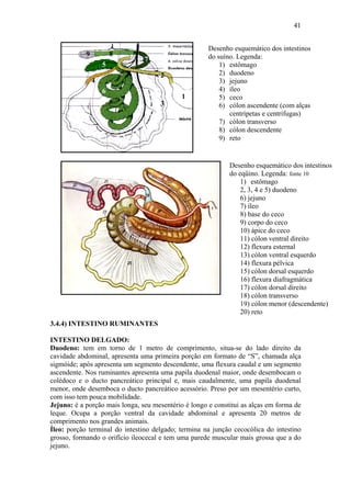 41


                                                      Desenho esquemático dos intestinos
            9           8                             do suíno. Legenda:
                                7
                    5                                     1) estômago
                                     2                    2) duodeno
                4                                         3) jejuno
                    6                                     4) íleo
                                             1            5) ceco
                        6            3                    6) cólon ascendente (com alças
                                                             centrípetas e centrifugas)
                                                          7) cólon transverso
                                                          8) cólon descendente
                                                          9) reto


                                                             Desenho esquemático dos intestinos
                                                             do eqüino. Legenda: fonte 10
                                                                 1) estômago
                                                                 2, 3, 4 e 5) duodeno
                                                                 6) jejuno
                                                                 7) íleo
                                                                 8) base do ceco
                                                                 9) corpo do ceco
                                                                 10) ápice do ceco
                                                                 11) cólon ventral direito
                                                                 12) flexura esternal
                                                                 13) cólon ventral esquerdo
                                                                 14) flexura pélvica
                                                                 15) cólon dorsal esquerdo
                                                                 16) flexura diafragmática
                                                                 17) cólon dorsal direito
                                                                 18) cólon transverso
                                                                 19) cólon menor (descendente)
                                                                 20) reto
3.4.4) INTESTINO RUMINANTES

INTESTINO DELGADO:
Duodeno: tem em torno de 1 metro de comprimento, situa-se do lado direito da
cavidade abdominal, apresenta uma primeira porção em formato de “S”, chamada alça
sigmóide; após apresenta um segmento descendente, uma flexura caudal e um segmento
ascendente. Nos ruminantes apresenta uma papila duodenal maior, onde desembocam o
colédoco e o ducto pancreático principal e, mais caudalmente, uma papila duodenal
menor, onde desemboca o ducto pancreático acessório. Preso por um mesentério curto,
com isso tem pouca mobilidade.
Jejuno: é a porção mais longa, seu mesentério é longo e constitui as alças em forma de
leque. Ocupa a porção ventral da cavidade abdominal e apresenta 20 metros de
comprimento nos grandes animais.
Íleo: porção terminal do intestino delgado; termina na junção cecocólica do intestino
grosso, formando o orifício ileocecal e tem uma parede muscular mais grossa que a do
jejuno.
 