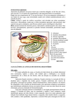 42

INTESTINO GROSSO:
Apresenta um diâmetro um pouco maior que o intestino delgado, vai do íleo até o ânus,
tem cerca de 7,5 a 8 metros de comprimento e não apresenta tênias ou saculações.
Ceco: tem um comprimento de 75 cm nos bovinos e 30 cm nos pequenos ruminantes; é
um fundo de saco cego, cuja extremidade caudal está voltada caudodorsalmente até a
entrada da pelve.
Cólon: começa a partir do orifício cecocólico; está dividido em cólon ascendente,
transverso e descendente, sendo que o cólon ascendente apresenta: alça proximal, alça
espiral (com giros centrípetos, uma flexura central e giros centrífugos) e alça distal.
Reto: porção terminal do intestino grosso, indo desde a entrada da pelve até o ânus. Nos
bovinos, principalmente, apresenta as paredes bastante distendidas, permitindo ampla
área de palpação.

                                                                1) abomaso
                                                                2) duodeno descendente
                                                                3) flexura sigmóide
                                                                4) duodeno descendente
                                                                5) flexura duodenal caudal
                                                                6) duodeno ascendente
                                                                7) 8) jejuno
                                                                9) íleo
                                                                10) ceco
                                                                11) junção cecocólica
                                                                12) 13) alça proximal
                                                                14) 15)16)17) alça espiral
                                                                18) 19) alça distal
                                                                20) cólon transverso
                                                                21) cólon descendente
                                                                23) reto
                                                                          BOVINO


3.4.5) GLÂNDULAS ANEXAS DO SISTEMA DIGESTÓRIO

FÍGADO:
        É a maior glândula do corpo, se localiza do lado direito da cavidade abdominal
(nos ruminantes, eqüino e suíno), está voltado para o diafragma e se estende
ventralmente até a altura do rim direito, indo em direção ao assoalho da cavidade
abdominal.
        Apresenta função exócrina e endócrina. Função exócrina é a secreção de bile no
duodeno para a digestão dos ácidos graxos; Funções endócrinas são: reserva de
glicogênio, estocagem de gordura, função hematopoiética, síntese protéica e de fatores
de coagulação e tem a função de desintoxicação, pois apresenta complexos enzimáticos
que transformam substâncias tóxicas em menos tóxicas e com isso mais fáceis de serem
eliminadas, processo chamado de biotransformação.
        Tem uma coloração marrom avermelhada e é um órgão parenquimatoso (feito de
sangue). É formado de lobos, mas no ruminante e eqüino é mais compacto, sendo
identificado apenas um lobo direito e outro esquerdo, mas já no suíno apresenta uma
lobação bem definida (logo lateral direito e esquerdo, lobo medial direito e esquerdo,
lobo caudato e lobo quadrado). Apresenta a vesícula biliar para estocagem de bile nos
 