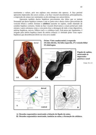 43

ruminantes e suínos, pois nos eqüinos esta estrutura não aparece. A face parietal
apresenta impressões dos arcos costais, e na face visceral encontramos, principalmente,
a impressão do omaso nos ruminantes ou do estômago nos unicavitários.
        Apresenta também ductos hepáticos provenientes dos lobos que se juntam
formando um ducto hepático comum e este se junta com o ducto cístico (proveniente da
vesícula biliar) e ambos formam o colédoco (ausente no eqüino, sendo chamado de
conduto hepático comum). Ainda na face visceral observamos a cisura portal por onde
entram e saem estruturas como a veia porta (traz a drenagem de todo o trato digestório),
artérias hepáticas, nervos, lifático (sai) e o colédoco (sai). Está preso por ligamentos, é
irrigado pela artéria hepática (ramo da artéria celíaca) e é drenado pelas veias supra-
hepáticas que desembocam direto na veia cava caudal.


                                        Ovino: Vista caudocranial, à esquerda
                          dorsal        15) lobo direito, 16) lobo esquerdo, 27) vesícula biliar
                                        23) diafragma


                                                                                    Fígado de eqüino,
                                                                                    mostrando as
                                                                                    impressões
                                                                                    gástrica e cecal

                                                                                              Fonte 10 e 12




   LE                       LD




                                    dorsal




   A
                                    ventral                                         B


   A) Desenho esquemático mostrando a lobação do fígado do suíno.
   B) Desenho esquemático mostrando, também no suíno, a formação do colédoco.
 