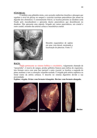 44

PÂNCREAS:
       É também uma glândula mista, com secreção endócrina (insulina e glucagon que
regulam o nível de glicose no sangue) e exócrina (enzimas pancreáticas que atuam na
digestão dos alimentos). É extremamente friável, se localiza próximo ao duodeno (está
fixado pelo mesoduodeno) e apresenta ductos pancreáticos que desembocam no
duodeno. Não apresenta uma cápsula. Irrigado por ramos pancreáticos, um cranial e
outro caudal, oriundos das artérias celíaca e mesentérica cranial.




                                        Desenho esquemático de eqüino
                                        em uma vista dorsal, mostrando a
                                        localização do pâncreas. Fonte 12




BAÇO:
       Órgão pertencente ao sistema linfático e circulatório, vulgarmente chamado de
“passarinha”, é reserva de sangue, produz glóbulos brancos para defesa do organismo,
tem formato curvo com uma face parietal e outra visceral, se localiza a esquerda do
plano mediano e tem a coloração vermelho-azulada. É irrigado pela artéria esplênica ou
lienal (ramo da artéria celíaca). É descrito no sistema digestório devido a sua
proximidade.
Eqüino: vírgula. Ovino: com formato triangular. Bovino: com formato alongado.




                   Eqüino       Ovino                                        Bovino
 