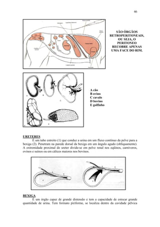 46




                                                                   SÃO ÓRGÃOS
                                                                RETROPERITONEAIS,
                                                                    OU SEJA, O
                                                                    PERITONEO
                                                                 RECOBRE APENAS
                                                                 UMA FACE DO RIM.




                                                  A cão
                                                  B ovino
                                                  C cavalo
                                                  D bovino
                                                  E golfinho




URETERES
       É um tubo estreito (1) que conduz a urina em um fluxo contínuo da pelve para a
bexiga (2). Penetram na parede dorsal da bexiga em um ângulo agudo (obliquamente).
A extremidade proximal do ureter divide-se em pelve renal nos eqüinos, carnívoros,
ovinos e suínos ou em cálices maiores nos bovinos.




BEXIGA
       É um órgão capaz de grande distensão e tem a capacidade de estocar grande
quantidade de urina. Tem formato piriforme, se localiza dentro da cavidade pélvica
 