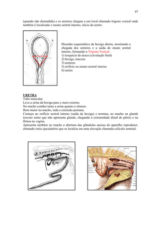 47

(quando não distendida) e os ureteres chegam a um local chamado trígono vesical onde
também é localizado o meato uretral interno, início da uretra.




                            Desenho esquemático da bexiga aberta, mostrando a
                            chegada dos ureteres e a saída do meato uretral
                            interno, formando o Trígono Vesical:
                            1) resquício do úraco (circulação fetal)
                            2) bexiga, mucosa
                            3) ureteres
                            5) orifício ou meato uretral interno
                            6) uretra




URETRA
Tubo muscular.
Leva a urina da bexiga para o meio externo.
No macho conduz tanto a urina quanto o sêmem.
Bem maior no macho, toda a extensão peniana.
Começa no orifício uretral interno (saída da bexiga) e termina, no macho na glande
(exceto suíno que não apresenta glande, chegando à extremidade distal do pênis) e na
fêmea na vagina.
Apresenta também no macho a abertura das glândulas anexas do aparelho reprodutor,
chamado óstio ejaculatório que se localiza em uma elevação chamada colículo seminal.
 