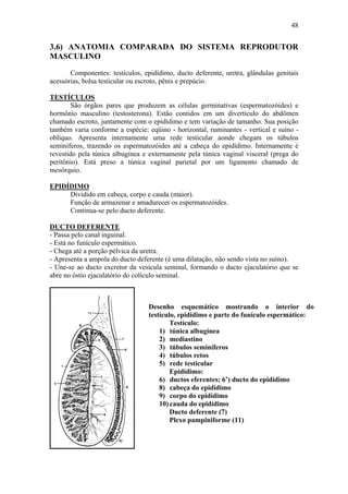 48


3.6) ANATOMIA COMPARADA DO SISTEMA REPRODUTOR
MASCULINO
       Componentes: testículos, epidídimo, ducto deferente, uretra, glândulas genitais
acessórias, bolsa testicular ou escroto, pênis e prepúcio.

TESTÍCULOS
        São órgãos pares que produzem as células germinativas (espermatozóides) e
hormônio masculino (testosterona). Estão contidos em um divertículo do abdômen
chamado escroto, juntamente com o epidídimo e tem variação de tamanho. Sua posição
também varia conforme a espécie: eqüino - horizontal, ruminantes - vertical e suíno -
oblíquo. Apresenta internamente uma rede testicular aonde chegam os túbulos
seminíferos, trazendo os espermatozóides até a cabeça do epidídimo. Internamente é
revestido pela túnica albugínea e externamente pela túnica vaginal visceral (prega do
peritônio). Está preso a túnica vaginal parietal por um ligamento chamado de
mesórquio.

EPIDÍDIMO
     Dividido em cabeça, corpo e cauda (maior).
     Função de armazenar e amadurecer os espermatozóides.
     Continua-se pelo ducto deferente.

DUCTO DEFERENTE
- Passa pelo canal inguinal.
- Está no funículo espermático.
- Chega até a porção pélvica da uretra.
- Apresenta a ampola do ducto deferente (é uma dilatação, não sendo vista no suíno).
- Une-se ao ducto excretor da vesícula seminal, formando o ducto ejaculatório que se
abre no óstio ejaculatório do colículo seminal.



                                  Desenho esquemático mostrando o interior do
                                  testículo, epidídimo e parte do funículo espermático:
                                          Testículo:
                                      1) túnica albugínea
                                      2) mediastino
                                      3) túbulos seminíferos
                                      4) túbulos retos
                                      5) rede testicular
                                          Epidídimo:
                                      6) ductos eferentes; 6’) ducto do epidídimo
                                      8) cabeça do epidídimo
                                      9) corpo do epidídimo
                                      10) cauda do epidídimo
                                          Ducto deferente (7)
                                          Plexo pampiniforme (11)
 