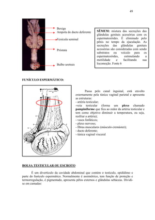 49




                          Bexiga
                          Ampola do ducto deferente        SÊMEM: mistura das secreções das
                                                           glândulas genitais acessórias com os
                          Vesícula seminal                 espermatozóides. É eliminado pelo
                                                           pênis no tempo da ejaculação. As
                                                           secreções das glândulas genitais
                          Próstata                         acessórias são consideradas com sendo
                                                           substratos ou veículo para os
                                                           espermatozóides,      estimulando   a
                                                           motilidade     e     facilitando  sua
                          Bulbo uretrais                   locomoção. Fonte 6




FUNÍCULO ESPERMÁTICO:


                                                    Passa pelo canal inguinal, está envolto
                                           externamente pela túnica vaginal parietal e apresenta
                                           as estruturas:
                                           - artéria testicular;
                                           -veia testicular (forma um plexo chamado
                                           pampiniforme que fica ao redor da artéria testicular e
                                           tem como objetivo diminuir a temperatura, ou seja,
                                           resfriar a artéria);
                                           - vasos linfáticos;
                                           - plexo nervoso;
                                           - fibras musculares (músculo cremáster);
                                           - ducto deferente;
                                           - túnica vaginal visceral




BOLSA TESTICULAR OU ESCROTO

       É um divertículo da cavidade abdominal que contém o testículo, epidídimo e
parte do funículo espermático. Normalmente é assimétrico, tem função de proteção e
termorregulação, é pigmentado, apresenta pêlos externos e glândulas sebáceas. Dividi-
se em camadas:
 