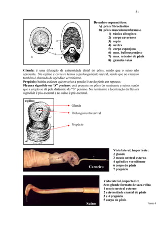 51


                                                     Desenhos esquemáticos:
                                                        A) pênis fibroelástico
                                                        B) pênis musculomembranoso
                                                               1) túnica albugínea
                                                               2) corpo cavernoso
                                                               3) septo
                                                               4) uretra
                                                               5) corpo esponjoso
                                                               6) mus. bulboesponjoso
                                                               7) mus. retrator do pênis
                                                               8) grandes veias


Glande: é uma dilatação da extremidade distal do pênis, sendo que o suíno não
apresenta. No eqüino e carneiro temos o prolongamento uretral, sendo que no carneiro
também é chamado de apêndice vermiforme.
Prepúcio: bainha cutânea que envolve a porção livre do pênis em repouso.
Flexura sigmóide ou “S” peniano: está presente no pênis do ruminante e suíno, sendo
que a ereção se dá pela distensão do “S” peniano. No ruminante a localização da flexura
sigmóide é pós-escrotal e no suíno é pré-escrotal.

 eqüino
                                    Glande

                                    Prolongamento uretral


                                    Prepúcio




                                                                   Vista lateral, importante:
                                                                   2 glande
                                                                   3 meato uretral externo
                                                                   4 apêndice vermiforme
                                                 Carneiro          6 corpo do pênis
                                                                   7 prepúcio


                                                            Vista lateral, importante:
                                                            Sem glande formato de saca rolha
                                                            1 meato uretral externo
                                                            2 extremidade cranial do pênis
                                                            3 e 4 prepúcio
                                                            5 corpo do pênis
                                               Suíno                                        Fonte 4
 