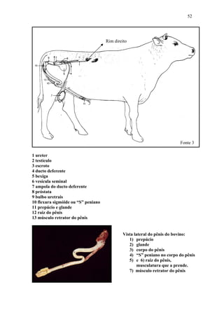 52




                                     Rim direito




                                                                        Fonte 3

1 ureter
2 testículo
3 escroto
4 ducto deferente
5 bexiga
6 vesícula seminal
7 ampola do ducto deferente
8 próstata
9 bulbo uretrais
10 flexura sigmóide ou “S” peniano
11 prepúcio e glande
12 raiz do pênis
13 músculo retrator do pênis


                                             Vista lateral do pênis do bovino:
                                                1) prepúcio
                                                2) glande
                                                3) corpo do pênis
                                                4) “S” peniano no corpo do pênis
                                                5) e 6) raiz do pênis,
                                                    musculatura que a prende.
                                                7) músculo retrator do pênis
 