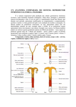 53


3.7) ANATOMIA COMPARADA DO SISTEMA REPRODUTOR
FEMININO E GLÂNDULA MAMÁRIA
        É o sistema responsável pela produção das células germinativas femininas
(óvulos) e pelo hormônio feminino (estrógeno). Além disso, protegem e alimentam
(através da placenta) o feto. O cio ou estro é a manifestação sexual das fêmeas, que
durante esse período, apresentam modificações no temperamento e comportamento,
aceitam o macho e o trato genital está apto e em condições de receber a concepção. As
fêmeas podem ser poliéstricas estacionais, ou seja, apresentam vários cios em
determinadas estações do ano, exemplo égua e ovelha. Já as poliéstricas anuais
apresentam vários cios durante o ano inteiro, exemplo vaca e porca. As fêmeas também
podem ser unitecas (geram geralmente apenas um filhote por prenhez – vaca e égua) ou
politecas (geram mais de 1 filhote por prenhez – porca, cadela e gata). O período
gestacional varia conforme a espécie: égua: 11 meses; vaca: 9 meses; porca: 3 meses, 3
semanas e 3 dias; ovelha e cabra: 5 meses; cadela e gata: 2 meses.
       Composição: ovários, tubas uterinas, útero (2 cornos, corpo e colo – cérvix),
vagina, vestíbulo da vagina e vulva. Fonte 6.
 