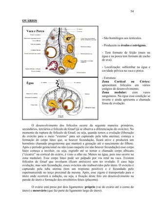 54

OVÁRIOS


   Vaca e Porca

                                                                - São homólogos aos testículos.

                                                                - Produzem os óvulos e estrógeno.

                                                                - Tem formato de feijão (mais na
                                                                égua e na porca tem formato de cacho
                                                                de uva).

                                                                - Localização: sublombar na égua e
                                                                cavidade pélvica na vaca e porca.

                                                                - Estrutura:
   Égua                                                         Zona      Cortical    ou     Córtex:
                                                                apresentam folículos em vários
                                                                estágios de desenvolvimento;
                                                                Zona      medular:     com     vasos
                                                                sanguíneos. Na égua essa condição se
                                                                inverte e ainda apresenta a chamada
                                                                fossa de ovulação.




        O desenvolvimento dos folículos ocorre da seguinte maneira: primários,
secundários, terciários e folículo de Graaf (já se observa a diferenciação do ovócito). No
momento da ruptura do folículo de Graaf, ou seja, quando temos a ovulação (liberação
do ovócito para o meio “externo” para ser capturado pela tuba uterina), começa a
formação do corpo lúteo que, se houver fecundação, ficará ativo e produzirá um
hormônio chamado progesterona que manterá a gestação até o nascimento do filhote.
Após o período gestacional ou não (caso naquele cio não houver fecundação) esse corpo
lúteo começa a involuir, ou seja, regredir até se tornar o chamado corpo albicans
(“cicatriz” na cortical do ovário, é visto a olho nu. Menos na égua, pois isso ocorre na
zona medular). Esse corpo lúteo pode ser palpado por via retal na vaca. Existem
folículos de Graaf que involuem (ficam atrésicos) sem ter ovulado. E caso haja
ovulação, mas sem fecundação, esses ovócitos são reabsorvidos pelo útero. O ovócito é
capturado pela tuba uterina (tem um tropismo positivo) e é fecundado pelo
espermatozóide no terço proximal da mesma. Após, esse zigoto é transportado para o
útero onde ocorrerá a nidação, ou seja, a fixação deste feto em desenvolvimento na
parede do útero e formação dos envoltórios fetais (placenta).

        O ovário está preso por dois ligamentos: próprio (vai do ovário até o corno do
útero) e mesovário (que faz parte do ligamento largo do útero).
 