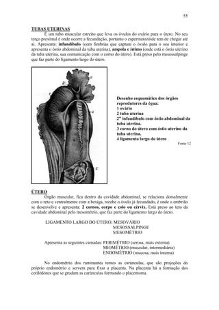 55

TUBAS UTERINAS
        É um tubo muscular estreito que leva os óvulos do ovário para o útero. No seu
terço proximal é onde ocorre a fecundação, portanto o espermatozóide tem de chegar até
aí. Apresenta: infundíbulo (com fimbrias que captam o óvulo para o seu interior e
apresenta o óstio abdominal da tuba uterina), ampola e ístimo (onde está o óstio uterino
da tuba uterina, sua comunicação com o corno do útero). Está preso pelo mesossalpinge
que faz parte do ligamento largo do útero.




                                                Desenho esquemático dos órgãos
                                                reprodutores da égua:
                                                1 ovário
                                                2 tuba uterina
                                                2” infundíbulo com óstio abdominal da
                                                tuba uterina.
                                                3 corno do útero com óstio uterino da
                                                tuba uterina.
                                                4 ligamento largo do útero
                                                                                  Fonte 12




ÚTERO
       Órgão muscular, fica dentro da cavidade abdominal, se relaciona dorsalmente
com o reto e ventralmente com a bexiga, recebe o óvulo já fecundado, é onde o embrião
se desenvolve e apresenta: 2 cornos, corpo e colo ou cérvix. Está preso ao teto da
cavidade abdominal pelo mesométrio, que faz parte do ligamento largo do útero.

       LIGAMENTO LARGO DO ÚTERO: MESOVÁRIO
                                MESOSSALPINGE
                                MESOMÉTRIO

       Apresenta as seguintes camadas: PERIMÉTRIO (serosa, mais externa)
                                       MIOMÉTRIO (muscular, intermediária)
                                       ENDOMÉTRIO (mucosa, mais interna)

       No endométrio dos ruminantes temos as carúnculas, que são projeções do
próprio endométrio e servem para fixar a placenta. Na placenta há a formação dos
cotilédones que se grudam as carúnculas formando o placentoma.
 