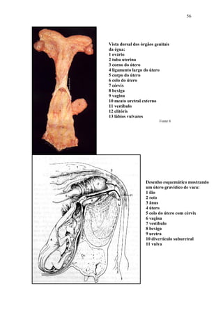 56




Vista dorsal dos órgãos genitais
da égua:
1 ovário
2 tuba uterina
3 corno do útero
4 ligamento largo do útero
5 corpo do útero
6 colo do útero
7 cérvix
8 bexiga
9 vagina
10 meato uretral externo
11 vestíbulo
12 clitóris
13 lábios vulvares
                          Fonte 6




                   Desenho esquemático mostrando
                   um útero gravídico de vaca:
                   1 ílio
                   2 reto
                   3 ânus
                   4 útero
                   5 colo do útero com cérvix
                   6 vagina
                   7 vestíbulo
                   8 bexiga
                   9 uretra
                   10 divertículo suburetral
                   11 vulva
 