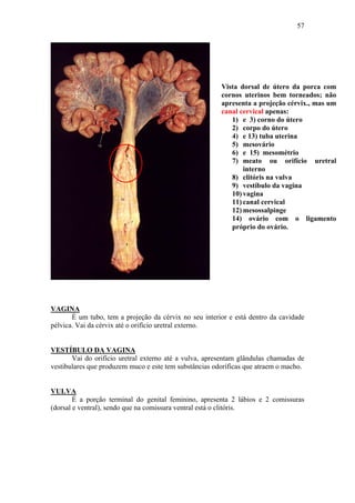 57




                                                        Vista dorsal de útero da porca com
                                                        cornos uterinos bem torneados; não
                                                        apresenta a projeção cérvix., mas um
                                                        canal cervical apenas:
                                                           1) e 3) corno do útero
                                                           2) corpo do útero
                                                           4) e 13) tuba uterina
                                                           5) mesovário
                                                           6) e 15) mesométrio
                                                           7) meato ou orifício uretral
                                                               interno
                                                           8) clitóris na vulva
                                                           9) vestíbulo da vagina
                                                           10) vagina
                                                           11) canal cervical
                                                           12) mesossalpinge
                                                           14) ovário com o ligamento
                                                           próprio do ovário.




VAGINA
       É um tubo, tem a projeção da cérvix no seu interior e está dentro da cavidade
pélvica. Vai da cérvix até o orifício uretral externo.


VESTÍBULO DA VAGINA
       Vai do orifício uretral externo até a vulva, apresentam glândulas chamadas de
vestibulares que produzem muco e este tem substâncias odoríficas que atraem o macho.


VULVA
        É a porção terminal do genital feminino, apresenta 2 lábios e 2 comissuras
(dorsal e ventral), sendo que na comissura ventral está o clitóris.
 
