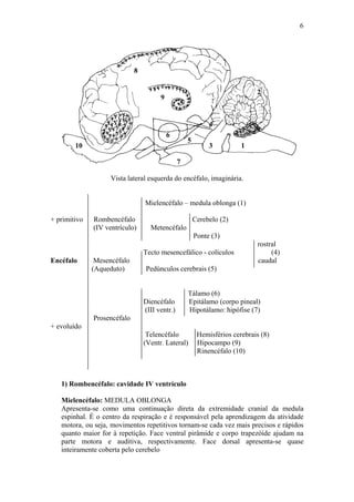 6




                             8


                                                                             2
                                       9


                                                             4
                                           6
                                                    5
        10                                                   3          1

                                                7

                    Vista lateral esquerda do encéfalo, imaginária.


                                 Mielencéfalo – medula oblonga (1)

+ primitivo   Rombencéfalo                              Cerebelo (2)
              (IV ventrículo)      Metencéfalo
                                                        Ponte (3)
                                                                             rostral
                                 Tecto mesencefálico - colículos                  (4)
Encéfalo       Mesencéfalo                                                   caudal
              (Aqueduto)         Pedúnculos cerebrais (5)


                                                    Tálamo (6)
                                 Diencéfalo         Epitálamo (corpo pineal)
                                 (III ventr.)       Hipotálamo: hipófise (7)
              Prosencéfalo
+ evoluído
                                  Telencéfalo            Hemisférios cerebrais (8)
                                 (Ventr. Lateral)        Hipocampo (9)
                                                         Rinencéfalo (10)



   1) Rombencéfalo: cavidade IV ventrículo

   Mielencéfalo: MEDULA OBLONGA
   Apresenta-se como uma continuação direta da extremidade cranial da medula
   espinhal. É o centro da respiração e é responsável pela aprendizagem da atividade
   motora, ou seja, movimentos repetitivos tornam-se cada vez mais precisos e rápidos
   quanto maior for à repetição. Face ventral pirâmide e corpo trapezóide ajudam na
   parte motora e auditiva, respectivamente. Face dorsal apresenta-se quase
   inteiramente coberta pelo cerebelo
 