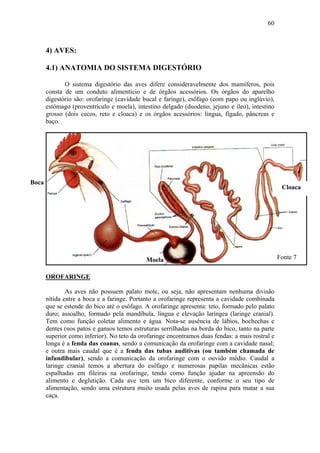 60



       4) AVES:

       4.1) ANATOMIA DO SISTEMA DIGESTÓRIO

              O sistema digestório das aves difere consideravelmente dos mamíferos, pois
       consta de um conduto alimentício e de órgãos acessórios. Os órgãos do aparelho
       digestório são: orofaringe (cavidade bucal e faringe), esôfago (com papo ou inglúvio),
       estômago (proventrículo e moela), intestino delgado (duodeno, jejuno e íleo), intestino
       grosso (dois cecos, reto e cloaca) e os órgãos acessórios: língua, fígado, pâncreas e
       baço.




Boca
                                                                                                   Cloaca




                                             Moela                                                Fonte 7


       OROFARINGE

               As aves não possuem palato mole, ou seja, não apresentam nenhuma divisão
       nítida entre a boca e a faringe. Portanto a orofaringe representa a cavidade combinada
       que se estende do bico até o esôfago. A orofaringe apresenta: teto, formado pelo palato
       duro; assoalho, formado pela mandíbula, língua e elevação laríngea (laringe cranial).
       Tem como função coletar alimento e água. Nota-se ausência de lábios, bochechas e
       dentes (nos patos e gansos temos estruturas serrilhadas na borda do bico, tanto na parte
       superior como inferior). No teto da orofaringe encontramos duas fendas: a mais rostral e
       longa é a fenda das coanas, sendo a comunicação da orofaringe com a cavidade nasal;
       e outra mais caudal que é a fenda das tubas auditivas (ou também chamada de
       infundibular), sendo a comunicação da orofaringe com o ouvido médio. Caudal a
       laringe cranial temos a abertura do esôfago e numerosas papilas mecânicas estão
       espalhadas em fileiras na orofaringe, tendo como função ajudar na apreensão do
       alimento e deglutição. Cada ave tem um bico diferente, conforme o seu tipo de
       alimentação, sendo uma estrutura muito usada pelas aves de rapina para matar a sua
       caça.
 