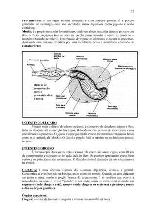 62

Proventrículo: é um órgão tubular alongado e com paredes grossas. É a porção
glandular do estômago, onde são secretados sucos digestivos como pepsina e ácido
clorídrico.
Moela: é a porção muscular do estômago, sendo um disco muscular denso e grosso com
dois orifícios pequenos (um se abre na porção proventricular e outro no duodeno –
também chamado de piloro). Tem função de triturar os alimentos e digerir as proteínas.
Apresenta uma mucosa revestida por uma membrana densa e amarelada, chamada de
estrato córneo.




         Orifício de
         comunicação
         entre o
         proventriculo e
         a moela




INTESTINO DELGADO
        Situado mais a direita do plano mediano, é composto de duodeno, jejuno e íleo,
indo do duodeno até a inserção dos cecos. O duodeno tem formato de alça e entre essas
encontramos o pâncreas. O jejuno é a porção média e nele encontramos resquícios fetais
como o divertículo de Meckel. O íleo é a porção final e termina-se no intestino grosso,
no reto.

INTESTINO GROSSO
        É formado por dois cecos, reto e cloaca. Os cecos são sacos cegos, com 20 cm
de comprimento e colocam-se de cada lado do íleo. Os pombos apresentam cecos bem
curtos e os psitacídeos não apresentam. O final do cólon é chamado de reto e termina-se
na cloaca.

CLOACA: é uma abertura comum dos sistemas digestório, urinário e genital.
Caracteriza as aves por não ter bexiga, assim como os répteis. Quando as aves defecam
sai junto a urina, sendo a porção branca do excremento. É aí também que ocorre a
fecundação, ou seja, o ovo é “galado” e por onde saem os ovos. Está dividida em
coproceo (onde chega o reto), uroceo (onde chegam os ureteres) e proctoceo (onde
estão os órgãos genitais).

Órgãos acessórios:
Língua: estreita, de formato triangular e situa-se no assoalho da boca.
 