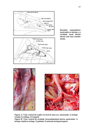 65




                                                      Desenhos esquemáticos
                                                      mostrando as narinas e a
                                                      cavidade nasal direita
                                                      aberta com suas conchas
                                                      nasais.




           1


                                                            3
                                           3

               3
                                                        1


     2


                                                                      2
                                                                          B
                    A                  2



Figura A: Vista ventral da região cervical de uma ave, mostrando: 1) laringe
cranial, 2) esôfago, 3) traquéia
Figura B: Vista ventral da cavidade toracoabdominal aberta, mostrando: 1)
laringe caudal ou siringe, 2) pulmões 3) músculo laringeotraqueal
 