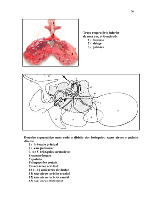 66


                  1

                                       Trato respiratório inferior
                  2                    de uma ave, evidenciando:
                                          1) traquéia
                                          2) siringe
                                          3) pulmões

         3                     3




Desenho esquemático mostrando a divisão dos brônquios, sacos aéreos e pulmão
direito:
   1) brônquio prinipal
   2) vaso pulmonar
   3, 4 e 5) brônquios secundários
   6) parabrônquio
   7) pulmão
   8) impressões costais
   9) saco aéreo cervical
   10 e 10’) saco aéreo clavicular
   11) saco aéreo torácico cranial
   12) saco aéreo torácico caudal
   13) saco aéreo abdominal
 