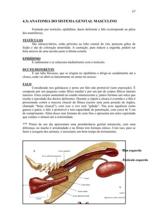 67


4.3) ANATOMIA DO SISTEMA GENITAL MASCULINO

      Formado por testículo, epidídimo, ducto deferente e falo (corresponde ao pênis
dos mamíferos).

TESTÍCULOS
         São intracavitários, estão próximo ao lobo cranial do rim, parecem grãos de
feijão e são de coloração amarelada. A castração, para induzir a engorda, poderá ser
feita através de uma incisão junto à última costela.

EPIDÍDIMO
     É rudimentar e se relaciona medialmente com o testículo.

DUCTO DEFERENTE
        É um tubo flexuoso, que se origina no epidídimo e dirige-se caudalmente até a
cloaca, onde vai abrir-se lateralmente ao ureter no uroceo.

FALO
       Considerado nos galináceos e perus um falo não protraível (sem exposição). É
composto por um pequeno corpo fálico medial e por um par de corpos fálicos laterais
maiores. Estes corpos aumentam no estado intumescente e, juntos formam um sulco que
recebe o ejaculado dos ductos deferentes. Durante a cópula a cloaca é evertida e o falo é
pressionado contra a mucosa cloacal da fêmea (ocorre uma justa posição de órgãos,
chamado “beijo cloacal”), com isso o ovo será “galado”. Nas aves aquáticas como
gansos e patos, o falo é protraível e tem capacidade de penetração, com cerca de 5 cm
de comprimento. Além disso, tem formato de cone fino e apresenta um sulco espiralado
que conduz o sêmem até a extremidade.

*** Pintos de um dia apresentam uma protuberância genital minúscula, com uma
diferença, no macho é arredondado e na fêmea tem formato cônico. Com isso, para se
fazer a sexagem dos animais, é necessário um bom tempo de treinamento.




                                                                              Rim esquerdo


                                                                              Testículo esquerdo
 