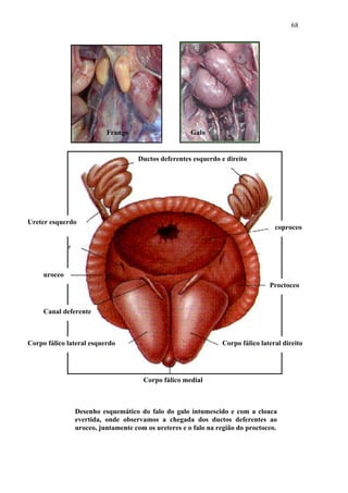 68




                          Frango                     Galo


                                   Ductos deferentes esquerdo e direito




Ureter esquerdo
                                                                                 coproceo




     uroceo
                                                                               Proctoceo


     Canal deferente



Corpo fálico lateral esquerdo                                  Corpo fálico lateral direito




                                     Corpo fálico medial



               Desenho esquemático do falo do galo intumescido e com a cloaca
               evertida, onde observamos a chegada dos ductos deferentes ao
               uroceo, juntamente com os ureteres e o falo na região do proctoceo.
 