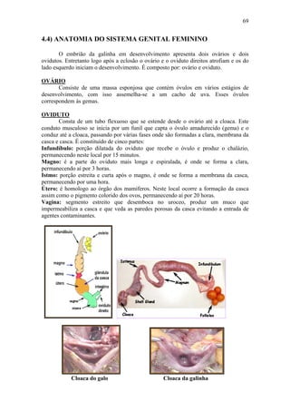 69


4.4) ANATOMIA DO SISTEMA GENITAL FEMININO

       O embrião da galinha em desenvolvimento apresenta dois ovários e dois
ovidutos. Entretanto logo após a eclosão o ovário e o oviduto direitos atrofiam e os do
lado esquerdo iniciam o desenvolvimento. É composto por: ovário e oviduto.

OVÁRIO
       Consiste de uma massa esponjosa que contém óvulos em vários estágios de
desenvolvimento, com isso assemelha-se a um cacho de uva. Esses óvulos
correspondem às gemas.

OVIDUTO
       Consta de um tubo flexuoso que se estende desde o ovário até a cloaca. Este
conduto musculoso se inicia por um funil que capta o óvulo amadurecido (gema) e o
conduz até a cloaca, passando por várias fases onde são formadas a clara, membrana da
casca e casca. É constituído de cinco partes:
Infundíbulo: porção dilatada do oviduto que recebe o óvulo e produz o chalázio,
permanecendo neste local por 15 minutos.
Magno: é a parte do oviduto mais longa e espiralada, é onde se forma a clara,
permanecendo aí por 3 horas.
Istmo: porção estreita e curta após o magno, é onde se forma a membrana da casca,
permanecendo por uma hora.
Útero: é homologo ao órgão dos mamíferos. Neste local ocorre a formação da casca
assim como o pigmento colorido dos ovos, permanecendo aí por 20 horas.
Vagina: segmento estreito que desemboca no uroceo, produz um muco que
impermeabiliza a casca e que veda as paredes porosas da casca evitando a entrada de
agentes contaminantes.




            Cloaca do galo                         Cloaca da galinha
 
